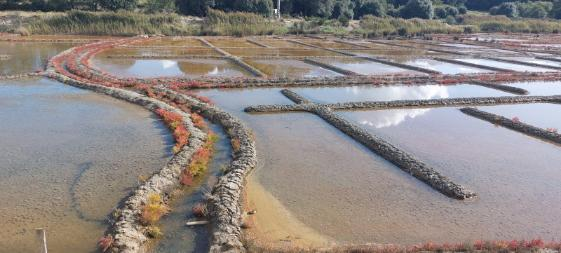 marais salants